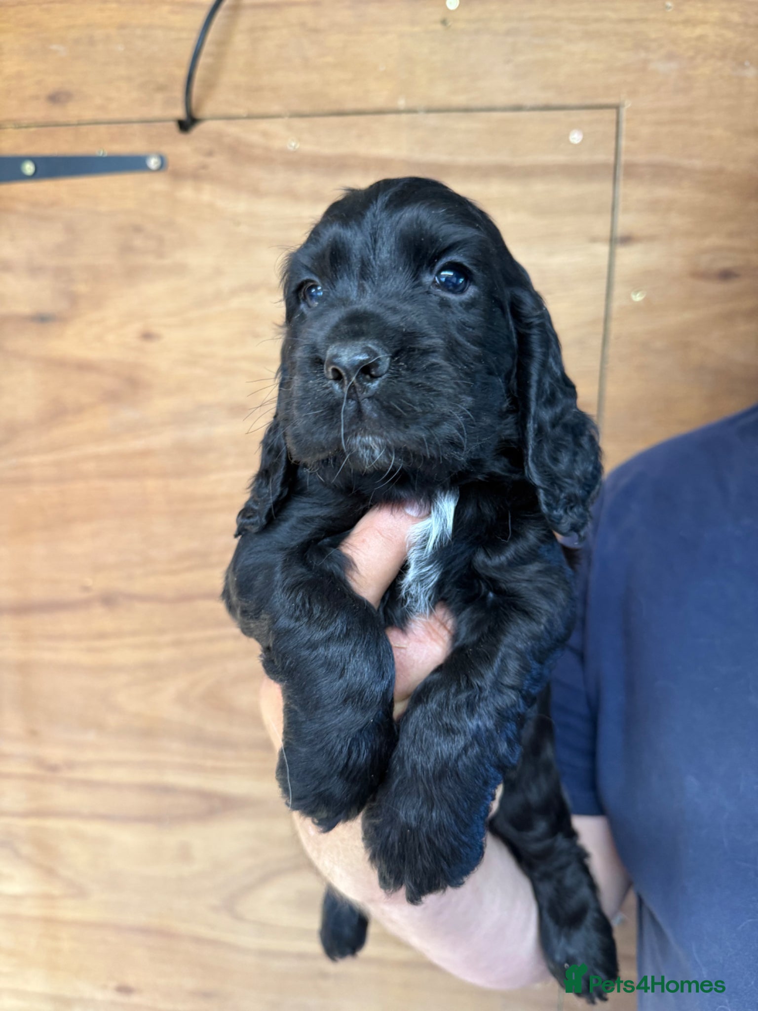 Cocker Spaniel dogs for sale: 5 Gorgeous Chunky Show Type Cocker Spaniels  - Advert 14