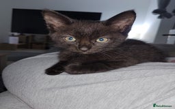 Mixed Breed cats for sale: Mix breed .. - Image 3