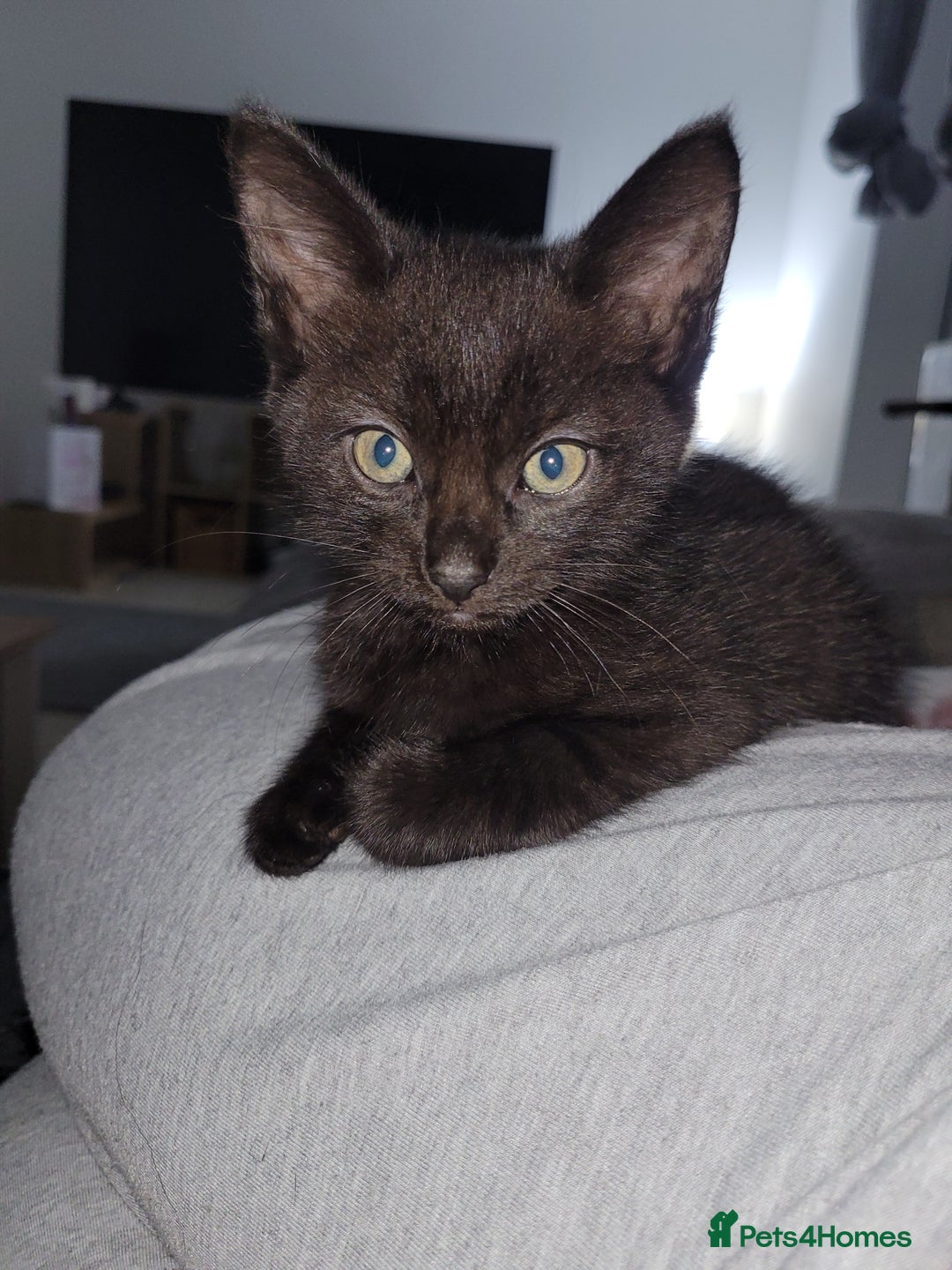 Mixed Breed cats for sale: Mix breed .. - Image 3
