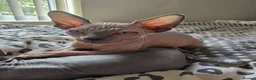 Sphynx cats for sale: Sphynx kittens in Milton Keynes - Advert 25
