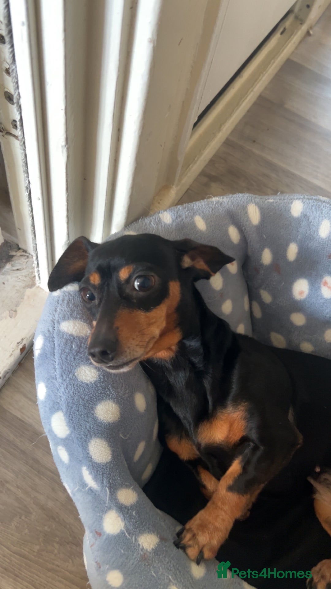 Miniature Dachshund dogs for adoption: Looking to rehome Mini dachshund  - Advert 3