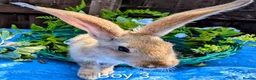 Continental Giant rabbits for sale: Continental Giant babies - Advert 10