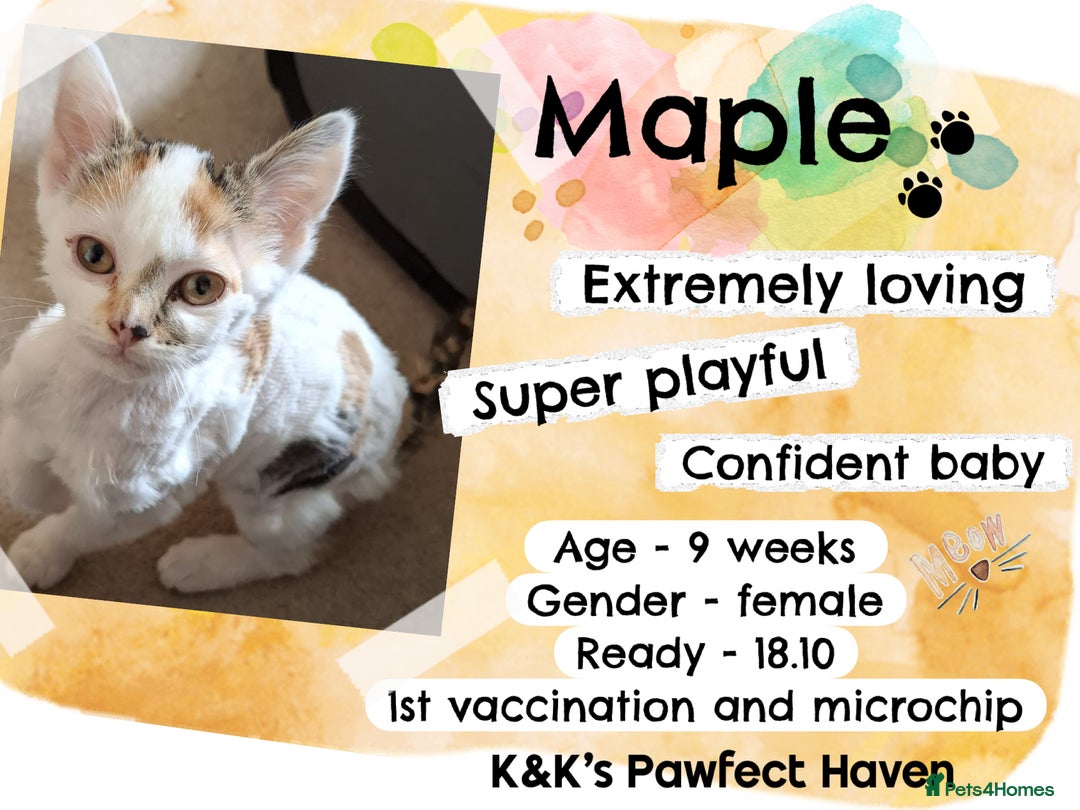 Domestic Shorthair cats for sale: Kittens and cats for adoption.  - Image 11