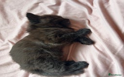 Maine Coon cats for sale: Maine coon babies - Advert 11