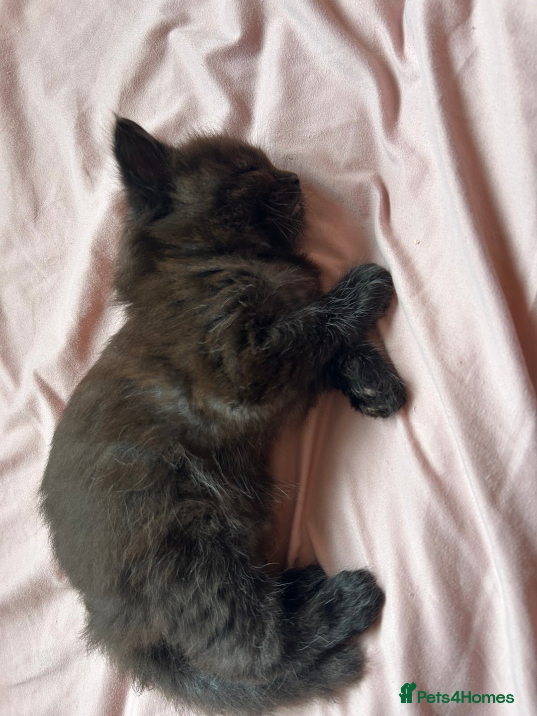 Maine Coon cats for sale: Maine coon babies - Advert 11