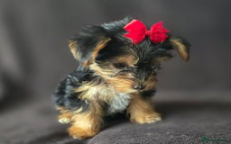 Yorkshire Terrier dogs for sale: Yorkshire Terrier Puppy 4 - 4 beautiful yorkie puppies  - Image 9