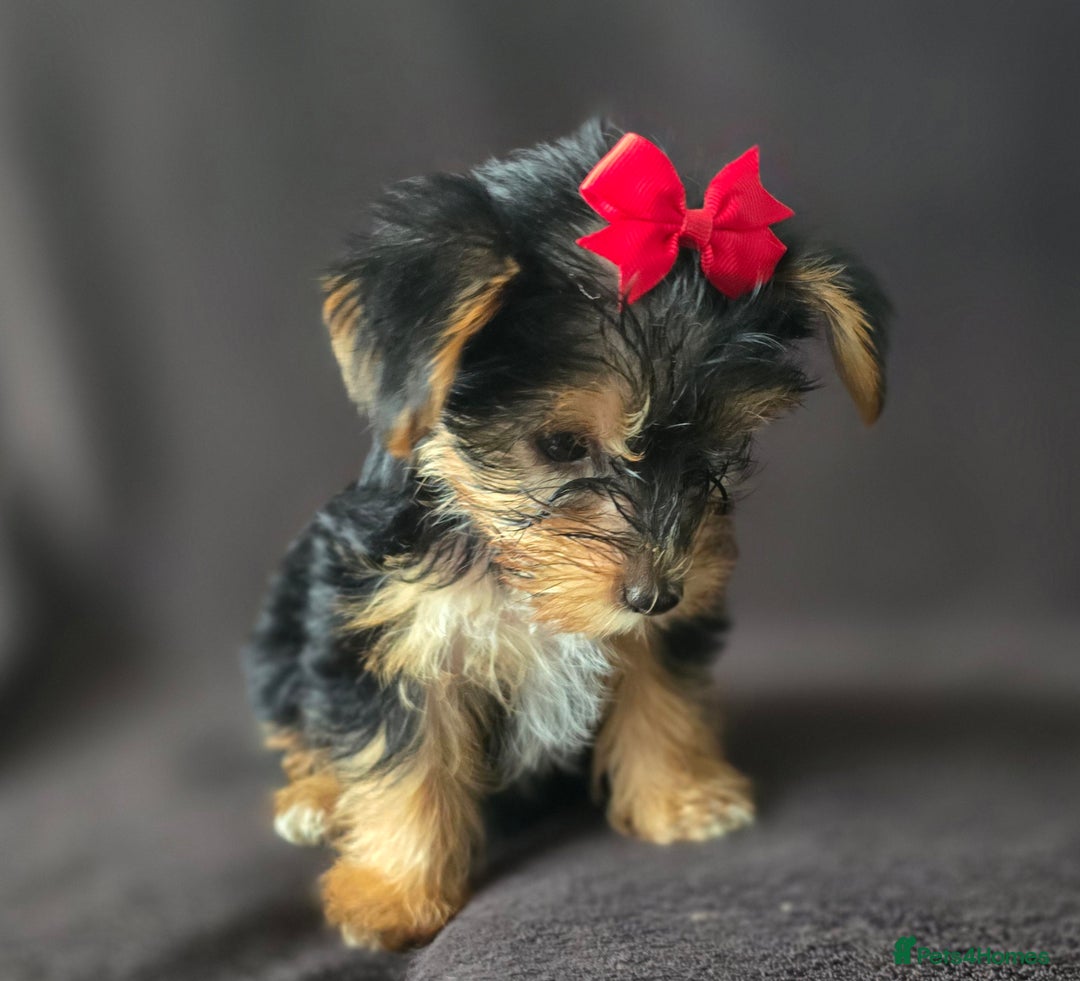 Yorkshire Terrier dogs for sale: Yorkshire Terrier Puppy 4 - 4 beautiful yorkie puppies  - Image 9