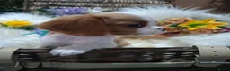Cavalier King Charles Spaniel dogs for sale: KC Health tested Cavaliers  - Advert 14