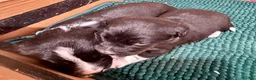 Sprollie dogs for sale: Sprollie puppies from experienced breeder  - Advert 8