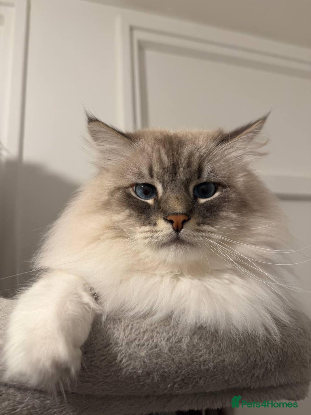 Siberian cats for sale: Rare Siberian Cats Available😻💯 - Advert 38