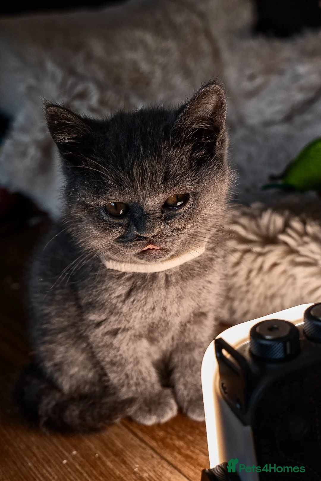 British Shorthair cats for sale: GCCF Registered Pedigree Kittens Ready To View Now in Swansea - Advert 14