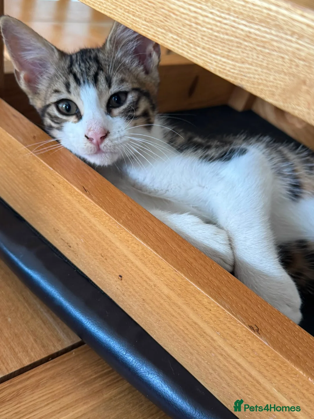 Mixed Breed cats for sale: READY FOR LOVING HOME - Advert 1