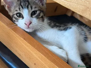 Mixed Breed cats Gorgeous mixed Bengal kittens - Advert 13