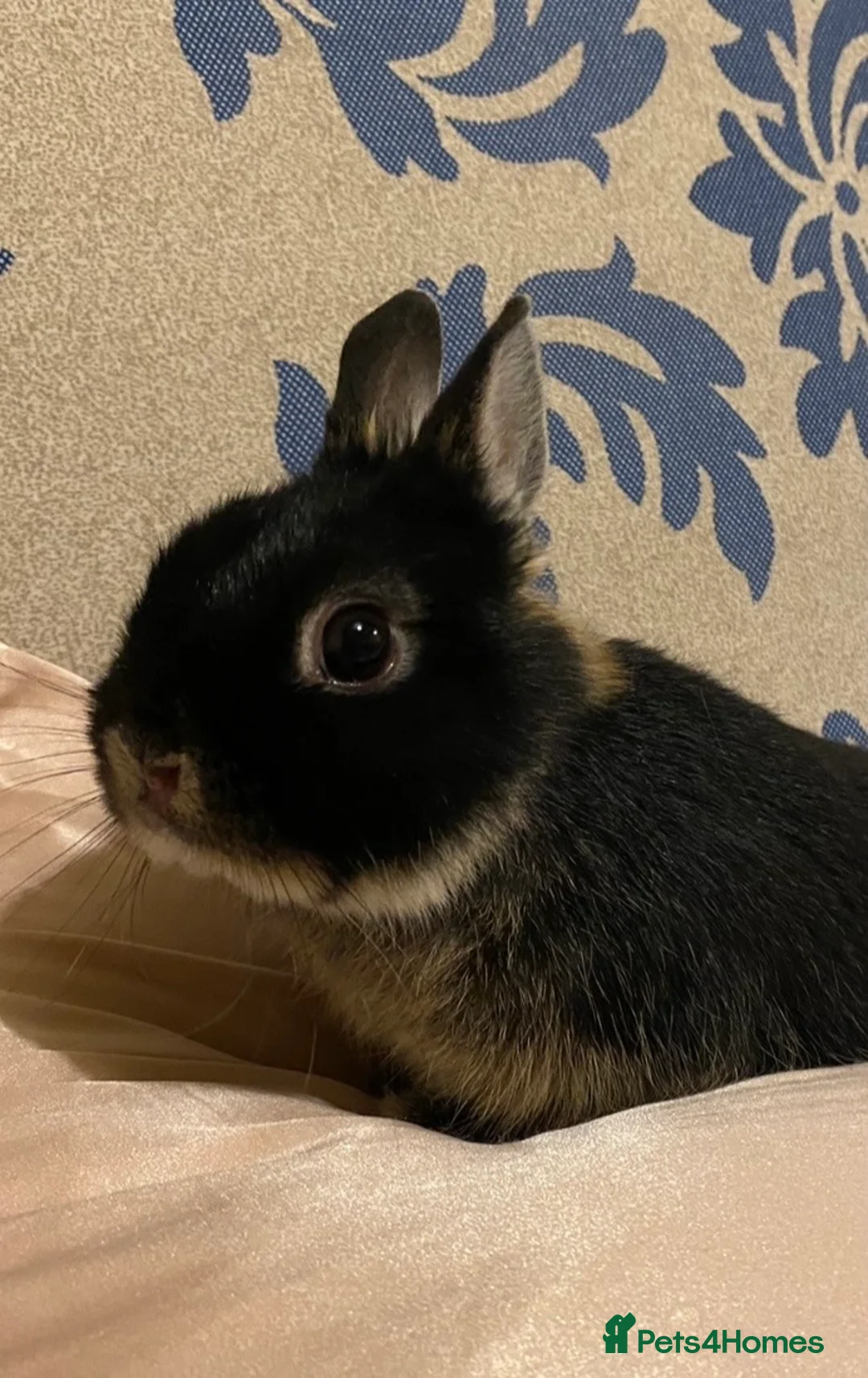 Netherland Dwarf rabbits for sale: FEMALE NETHERLAND DWARF  - Advert 3