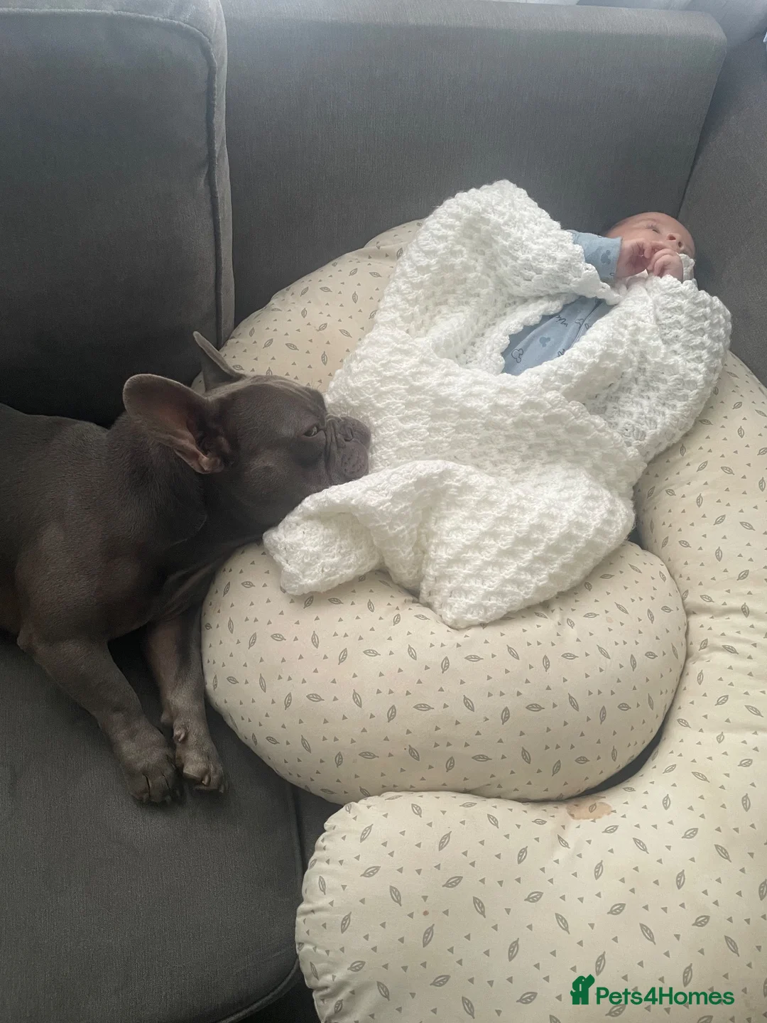 French Bulldog dogs for stud: Bow 🐾🐾 - Advert 7