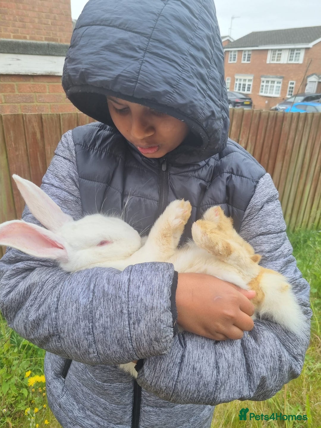 New Zealand rabbits for sale:  New Zealand white rabbits  - Image 2