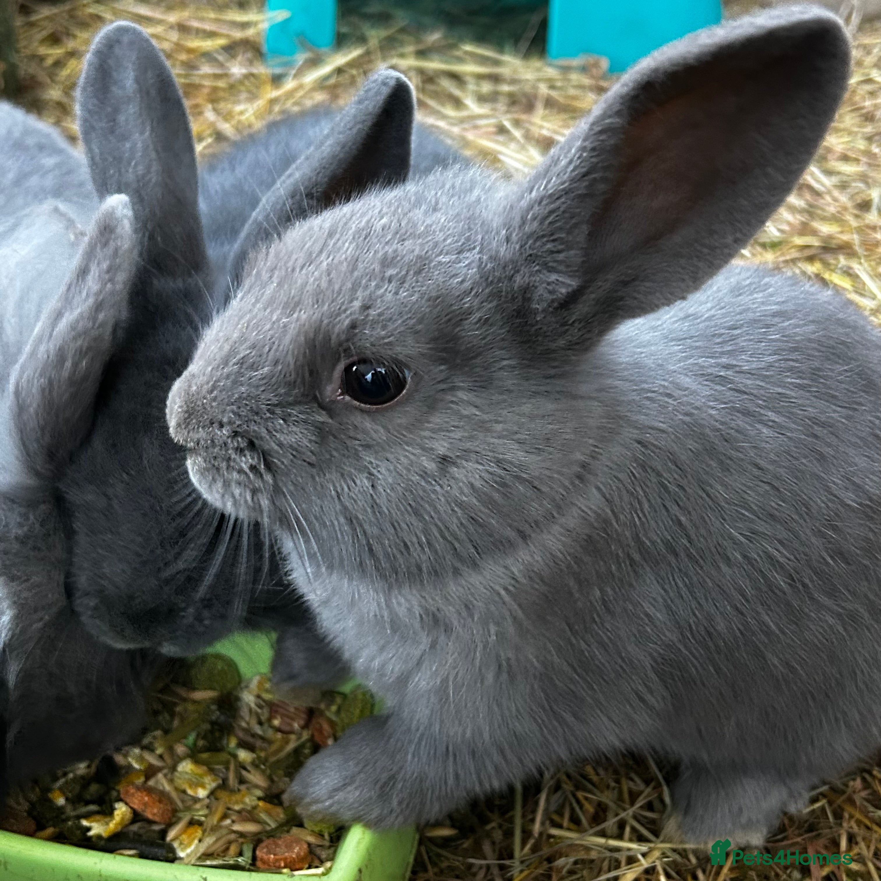 Mixed Breed rabbits Adorable Mini lop mix loin head babies  - Advert 17