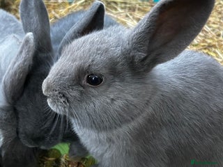 Mixed Breed rabbits Adorable Mini lop mix loin head babies - Advert 17