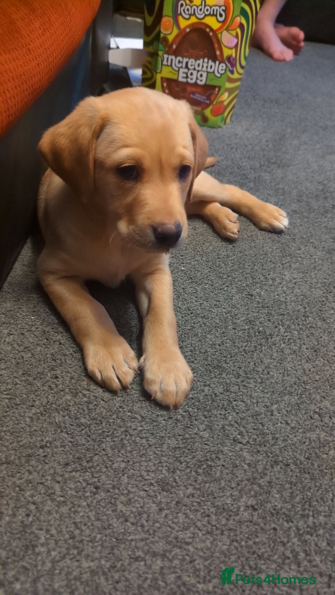 Labrador Retriever dogs  Last Yellow Male!Health checked and microchipped  - Advert 1