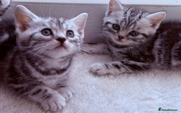 British Shorthair cats for sale: GCCF Rare Show Quality BSH Silver Tabby Kittens - Image 2
