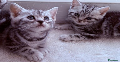 British Shorthair cats - Advert 9