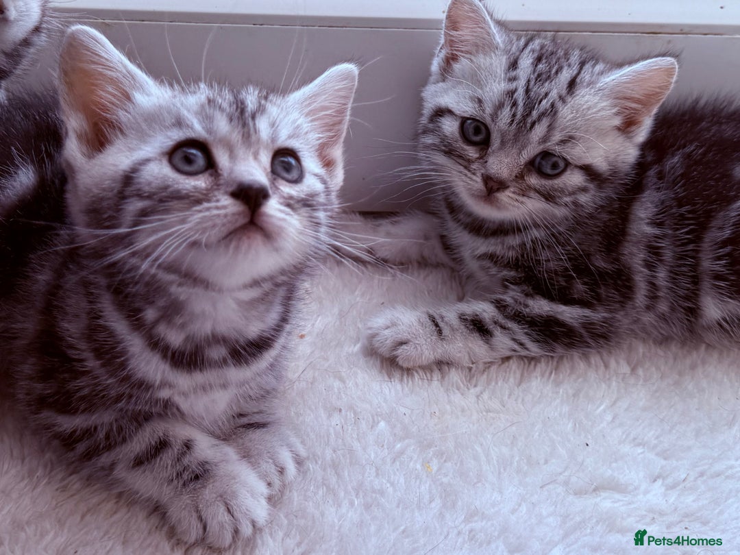 British Shorthair cats for sale: GCCF Rare Show Quality BSH Silver Tabby Kittens - Image 2