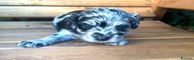 Cavapoo 3