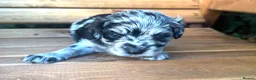 Cavapoo dogs for sale: Cottage Cavapoo puppies 5* Council reg’d  - Advert 30
