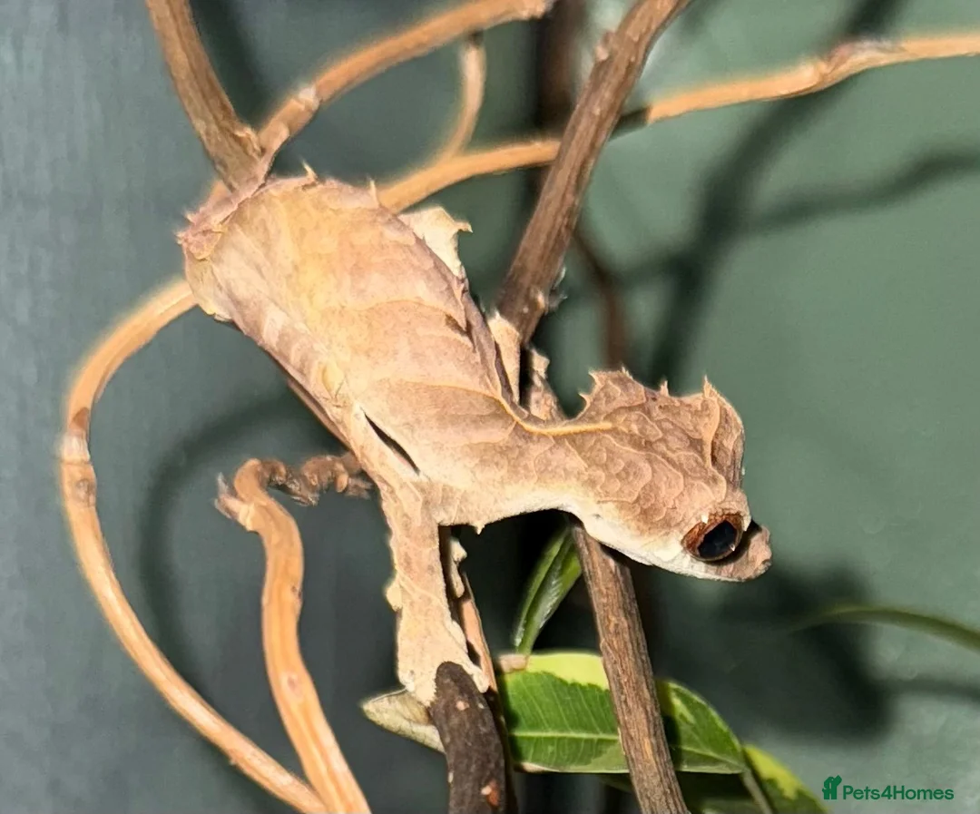 Gecko reptiles for sale: Uroplatus Ebenaui - Advert 2