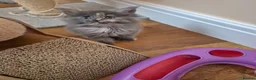 Maine Coon cats for sale: Maine coon kittens  - Advert 3