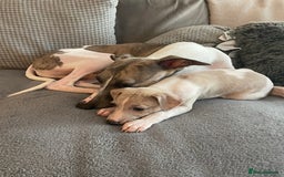 Whippet dogs for sale: Whippet pups  - Image 9