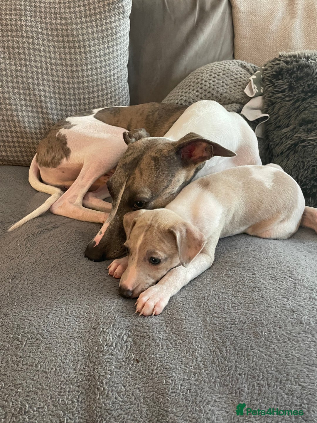 Whippet dogs for sale: Whippet pups  - Image 9