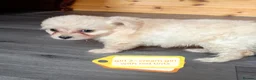 Chipoo dogs for sale: 3 beautiful chipoo puppies - Advert 6