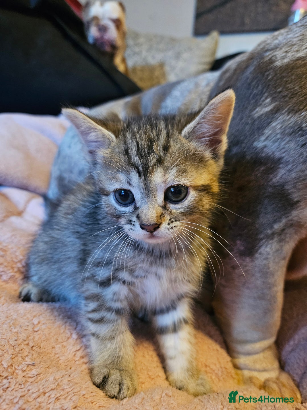 Mixed Breed cats for sale: Mixed breed kittens, mum half bengal - Advert 9