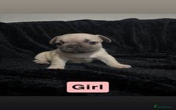 French Bulldog dogs for sale: French bulldog puppies  - Image 1