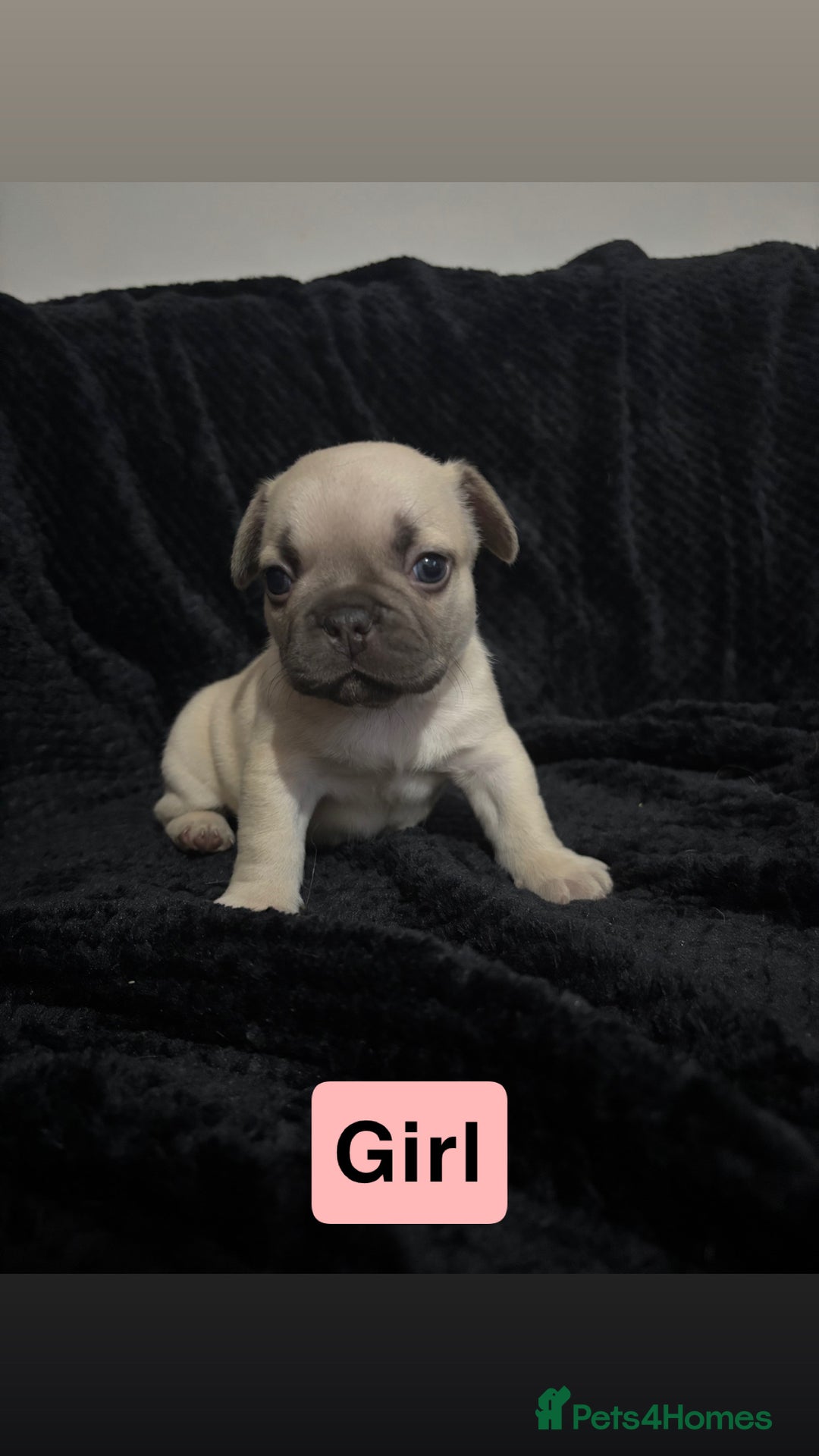 French Bulldog dogs for sale: French bulldog puppies  - Image 1