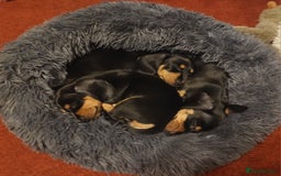 Miniature Dachshund dogs for sale: Miniature Dachshund Puppies  - Image 8