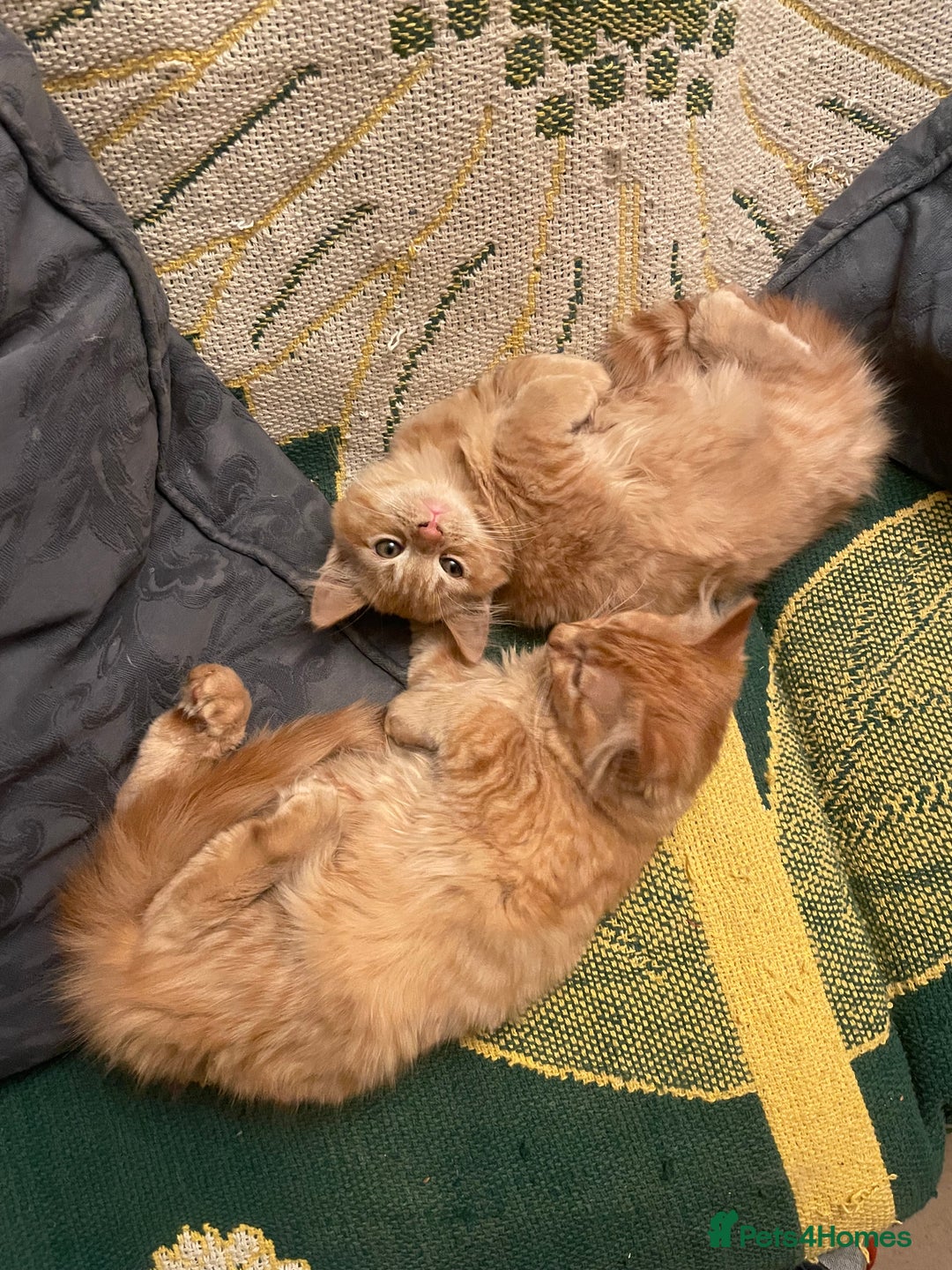 Munchkin cats for sale: Adorable Apricot-Marmalade Tabby Munchkin Male Kit - Image 17