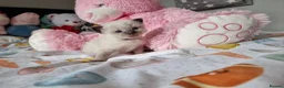 Ragdoll cats for sale: Beautiful Ragdoll Type kittens HCM and PKD free  - Advert 6