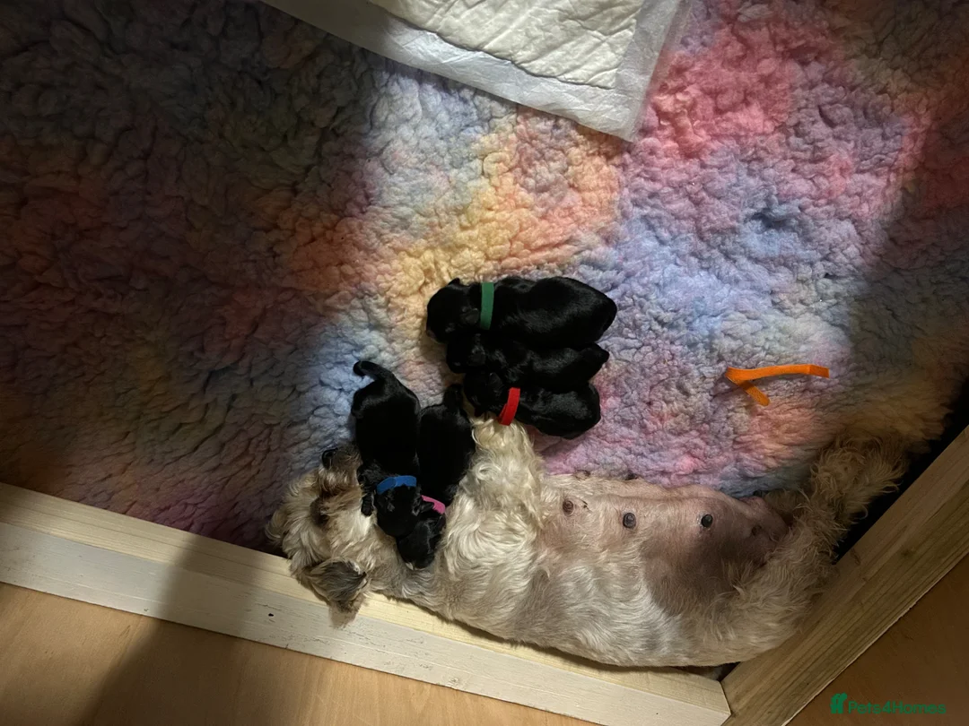 Mixed Breed dogs for sale: 2 male puppies left in Milton Keynes - Advert 5