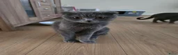 Scottish Fold cats for sale: TICA Vaccinated&Ready  toLeave SCOTTISH FOLD  - Advert 6