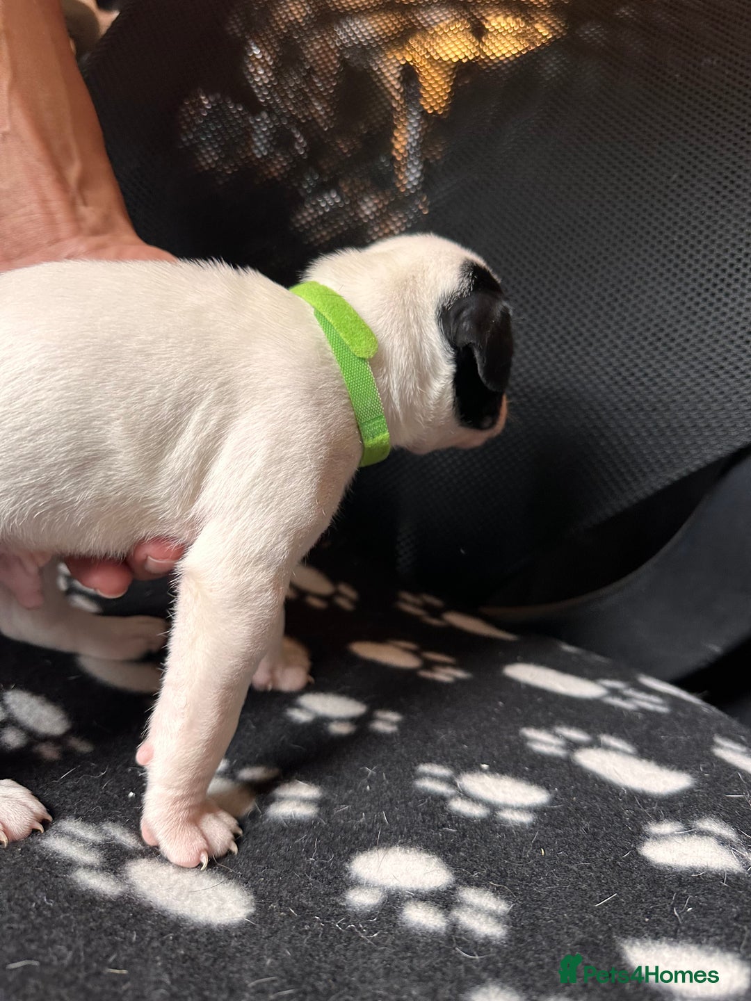 Mixed Breed dogs for sale: American bulldog staffy 🏡 - Image 37