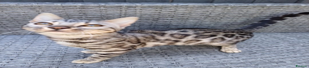 Mixed Breed Kitten 1