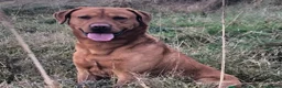 Labrador Retriever dogs for sale: Stunning Chunky KC Registered Red Labrador Puppies - Advert 24