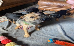 Border Terrier dogs for sale: Cheeky Little Border Terrier Puppies - Image 9
