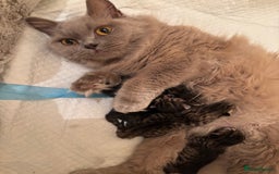 British Longhair cats for sale: British Longhaired mix - Image 7