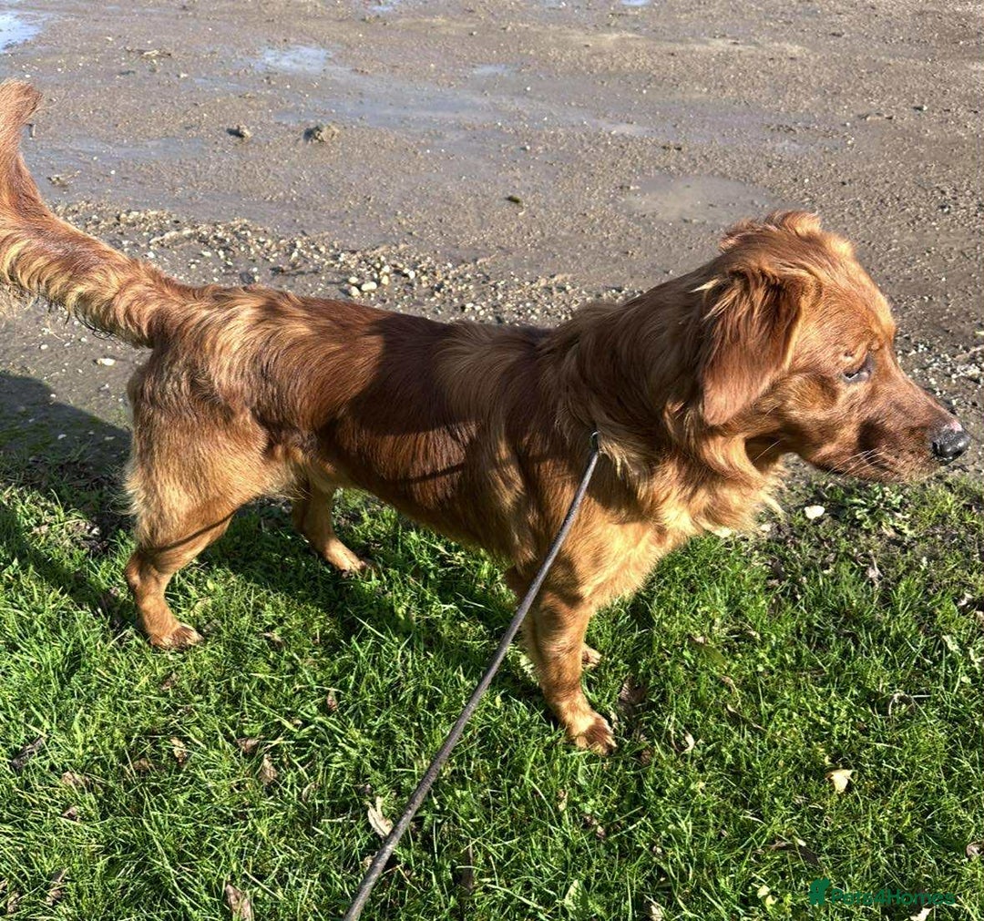 Mixed Breed dogs for sale: ** Spangold Retrievers ** - Image 6