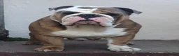 English Bulldog dogs for stud: Beautiful English bulldog for stud  - Advert 2