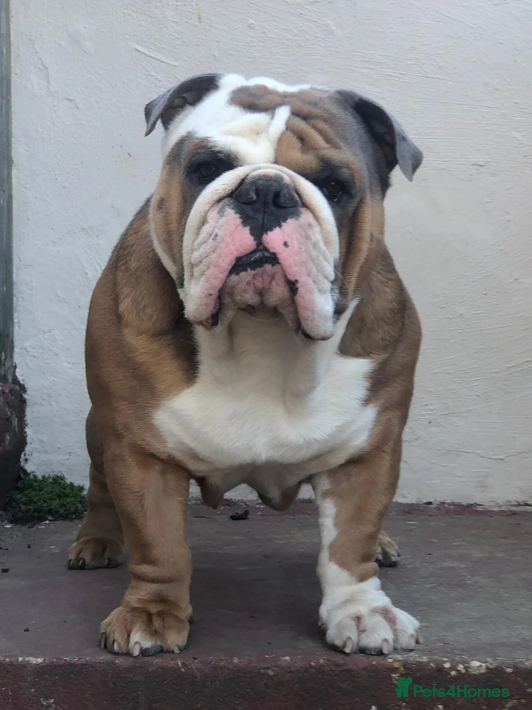 English Bulldog dogs for stud: Beautiful English bulldog for stud  - Advert 2