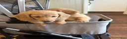 Miniature Dachshund dogs for sale: Pure cream long haired mini dachshunds - Advert 8